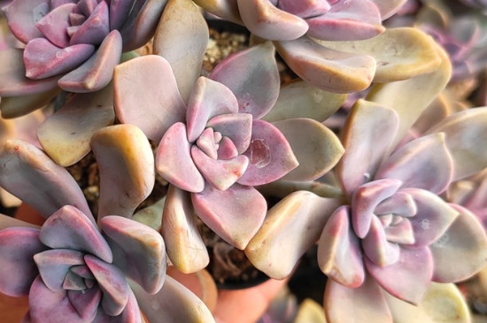 紫乐多肉如何出侧芽