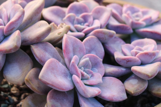 紫乐多肉如何出侧芽