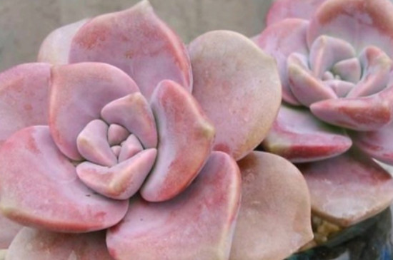 紫乐多肉如何出侧芽