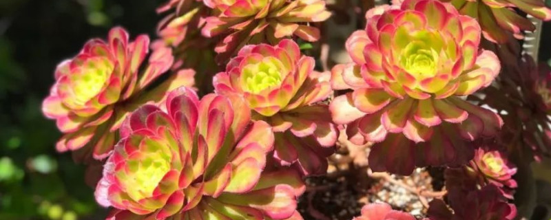 魔法师花的养殖办法