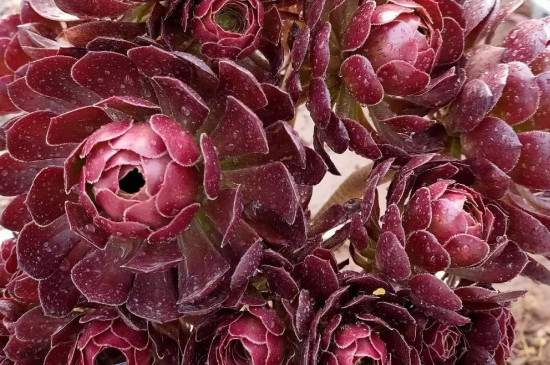 魔法师花的养殖办法