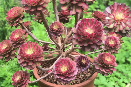 魔法师花的养殖办法