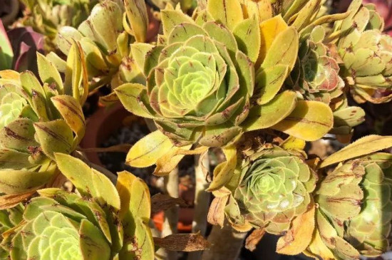 魔法师花的养殖办法