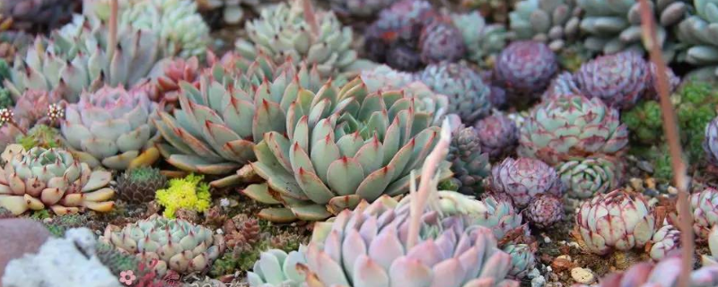 多肉黑腐的原因及处理办法