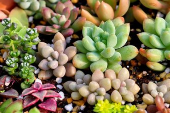 多肉黑腐的原因及处理办法