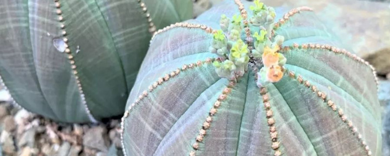 布纹球如何播种