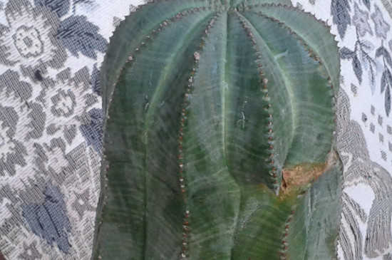 布纹球如何播种