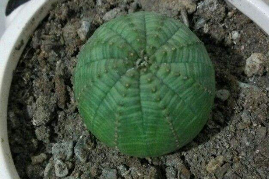 布纹球如何播种