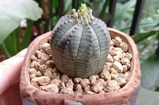 布纹球如何播种