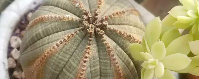 布纹球如何避免徒长