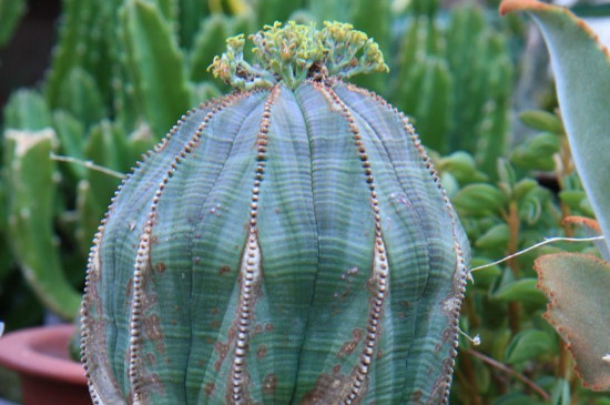 布纹球如何避免徒长