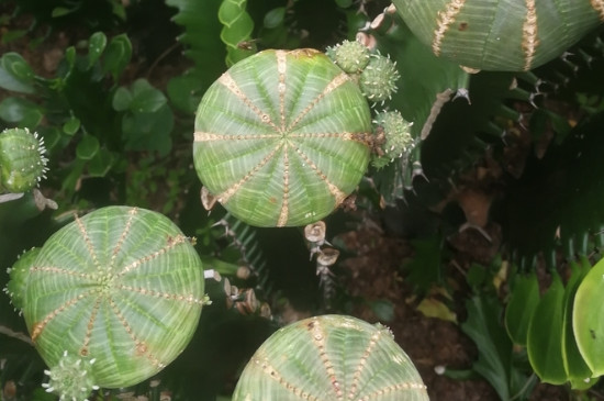 布纹球如何避免徒长