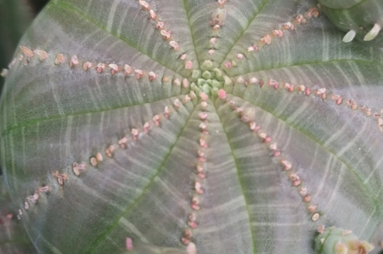 布纹球如何避免徒长