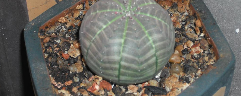 布纹球如何才可以出根