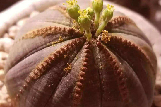 布纹球如何才可以出根