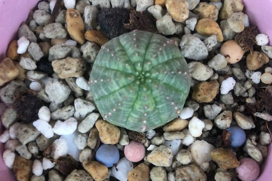 布纹球如何才可以出根