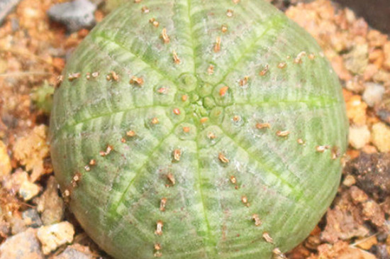 布纹球如何才可以出根