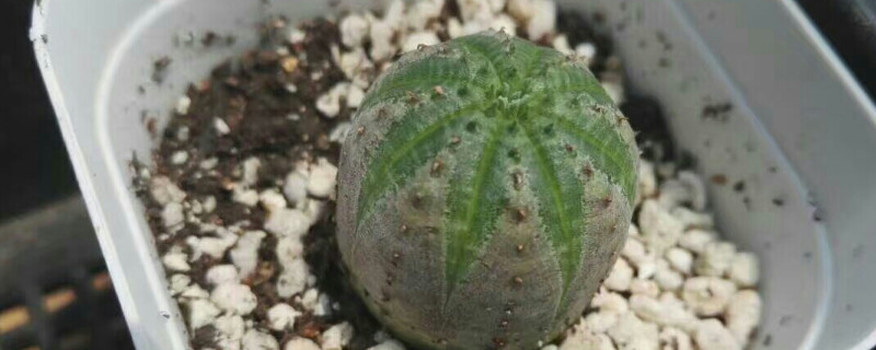 布纹球如何授粉