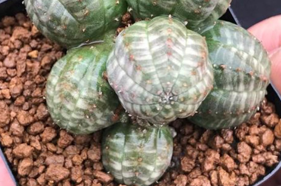 布纹球如何授粉