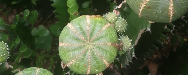 布纹球如何能养圆