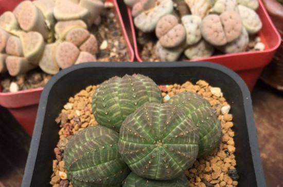 布纹球如何能养圆