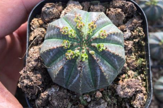 布纹球如何能养圆