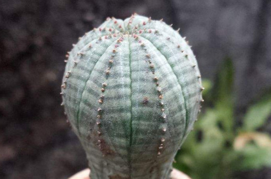 布纹球如何生根