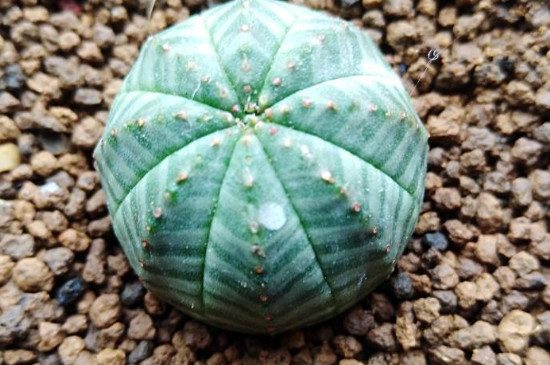 布纹球如何生根