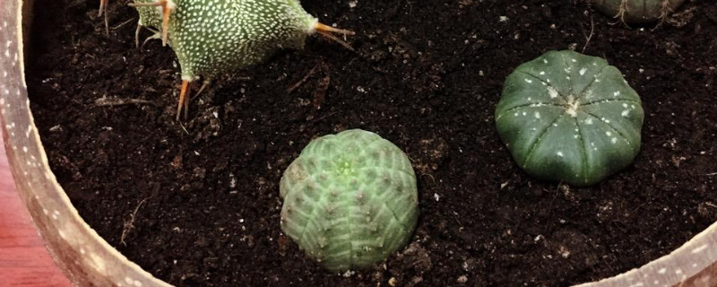 布纹球如何繁殖