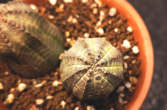 布纹球如何繁殖