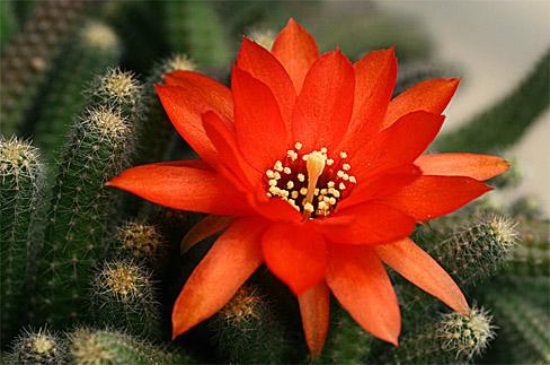 仙人指越长越细如何办，更换土质补充养分