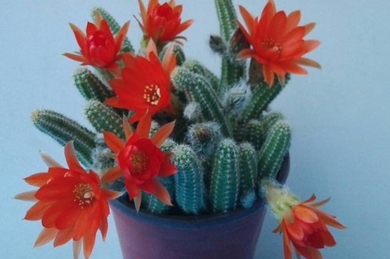 仙人指越长越细如何办，更换土质补充养分