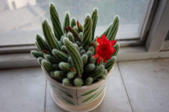 仙人指秋季如何养，追施薄肥通风养护