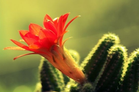 仙人指秋季如何养，追施薄肥通风养护