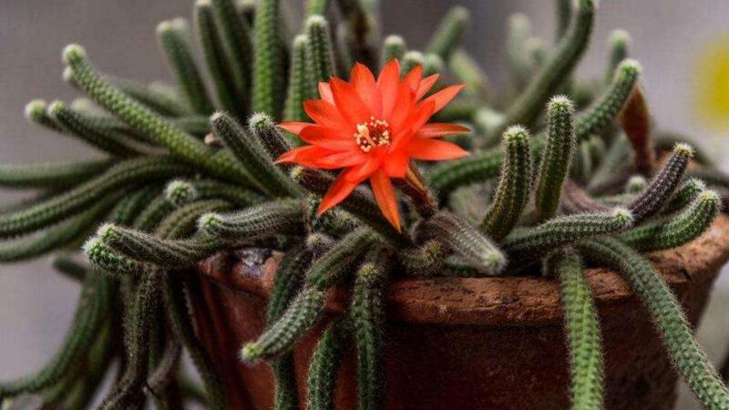 仙人指的养殖办法和留意事项