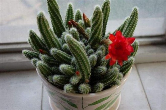 仙人指的养殖办法和留意事项