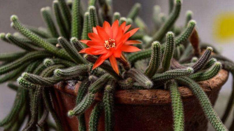 仙人指长太长了如何办