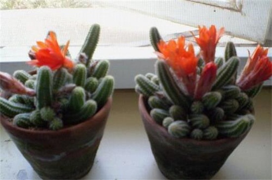 仙人指长太长了如何办