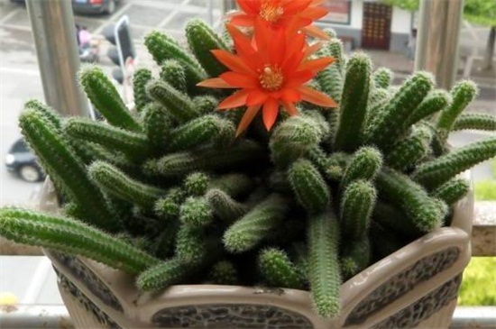 仙人指长太长了如何办