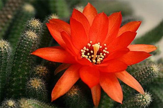 仙人指有几种，4种种类花色丰富