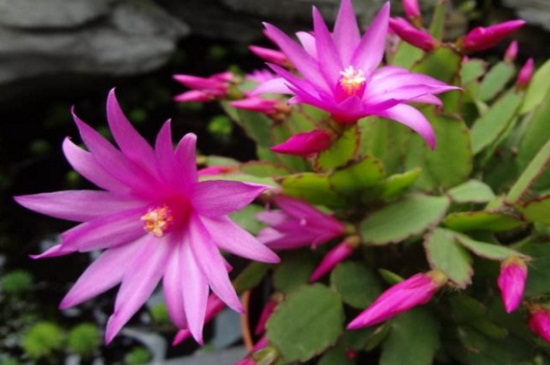 仙人指有几种，4种种类花色丰富