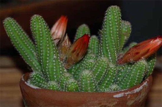 冬季仙人指如何养，光照保暖控水停肥