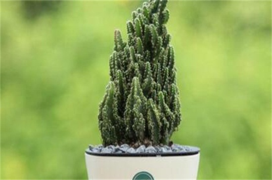 仙人指如何养殖和繁殖，适当光照截茎繁殖