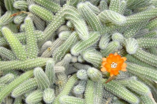 仙人指如何养殖和繁殖，适当光照截茎繁殖