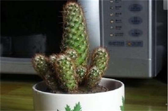 仙人指如何养殖和繁殖，适当光照截茎繁殖