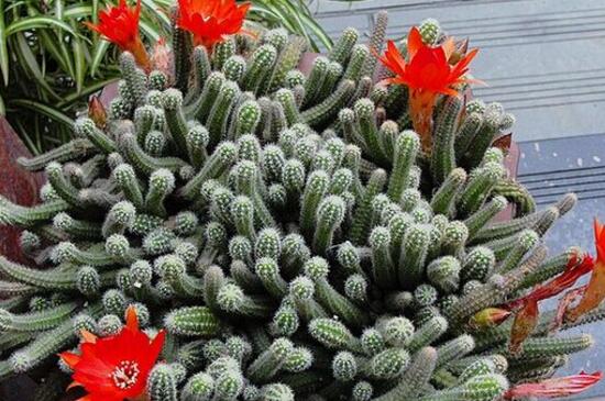 仙人指如何养殖和繁殖，适当光照截茎繁殖