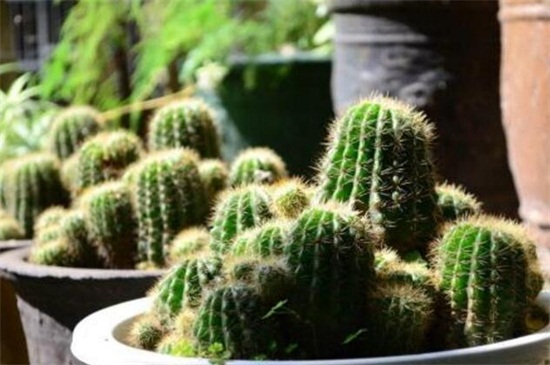 仙人指如何繁殖快，摘取根茎扦插控温养护