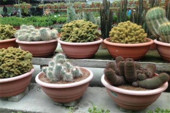 仙人指如何繁殖快，摘取根茎扦插控温养护