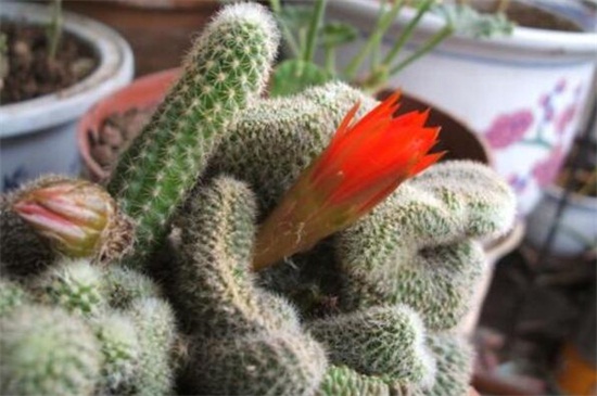 仙人指如何繁殖快，摘取根茎扦插控温养护