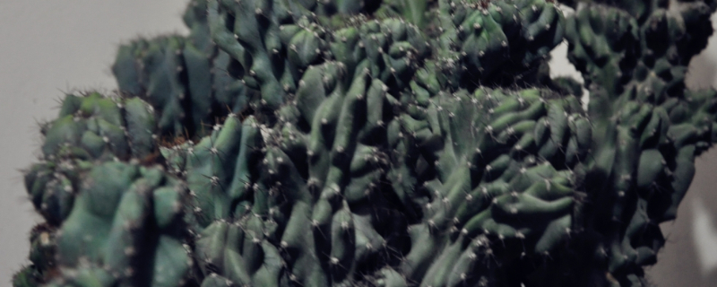 虎头山影的养殖办法和留意事项